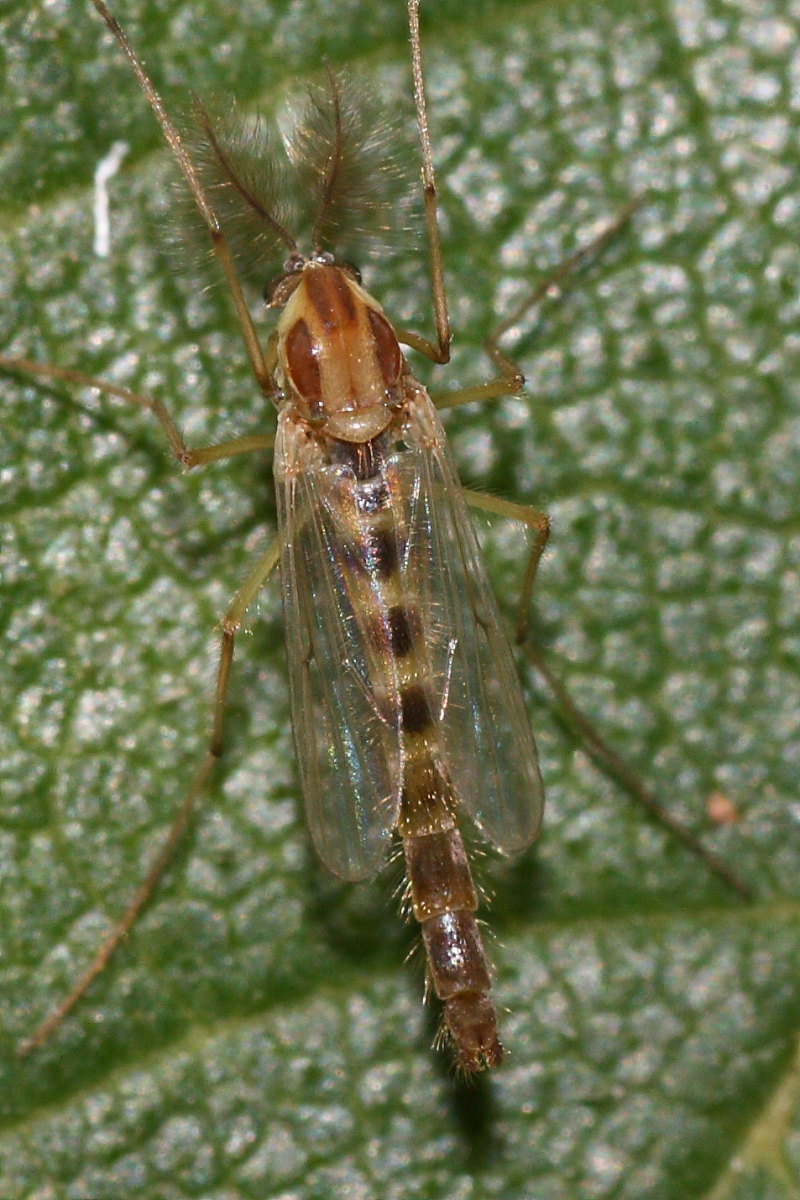 Chironomidae