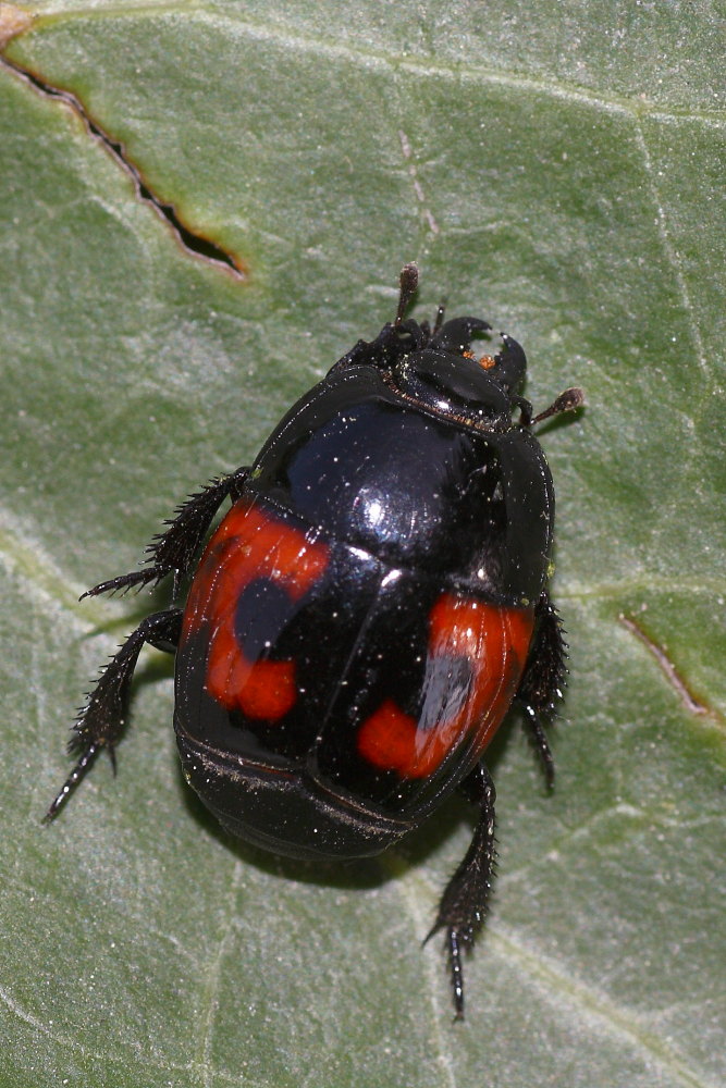 Hister quadrimaculatus