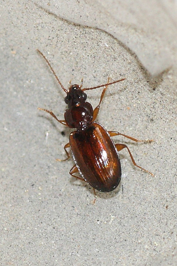 Due microcarabi da identificare: Trechus quadristriatus