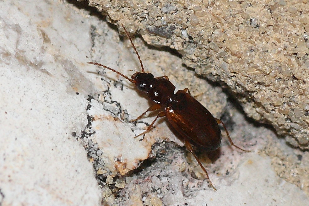 Due microcarabi da identificare: Trechus quadristriatus