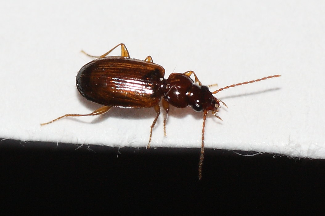 Due microcarabi da identificare: Trechus quadristriatus