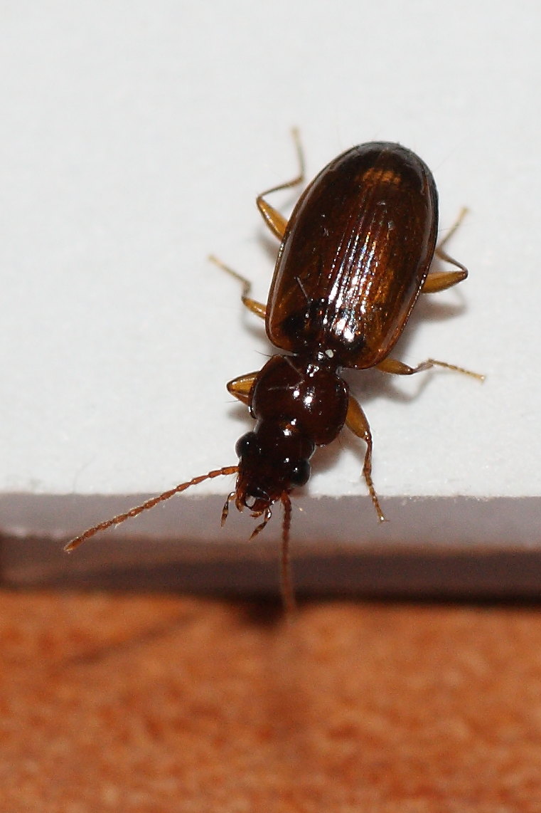 Due microcarabi da identificare: Trechus quadristriatus