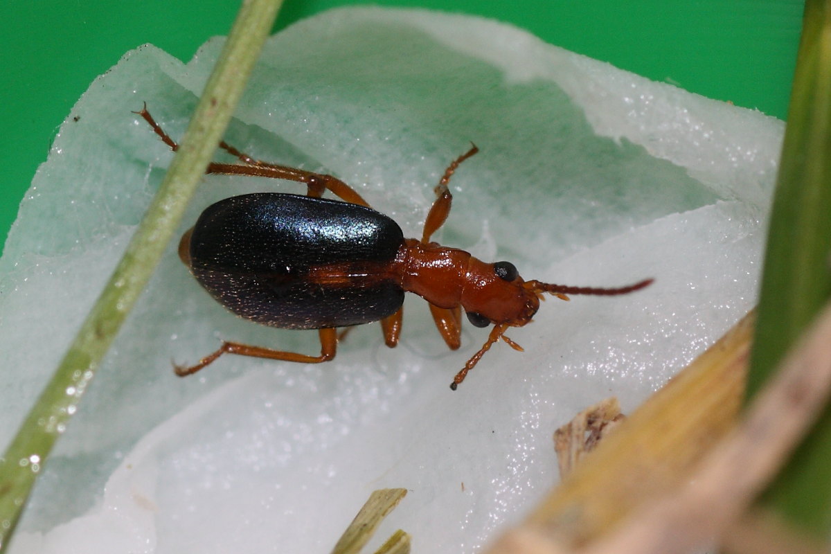 Brachinus sclopeta