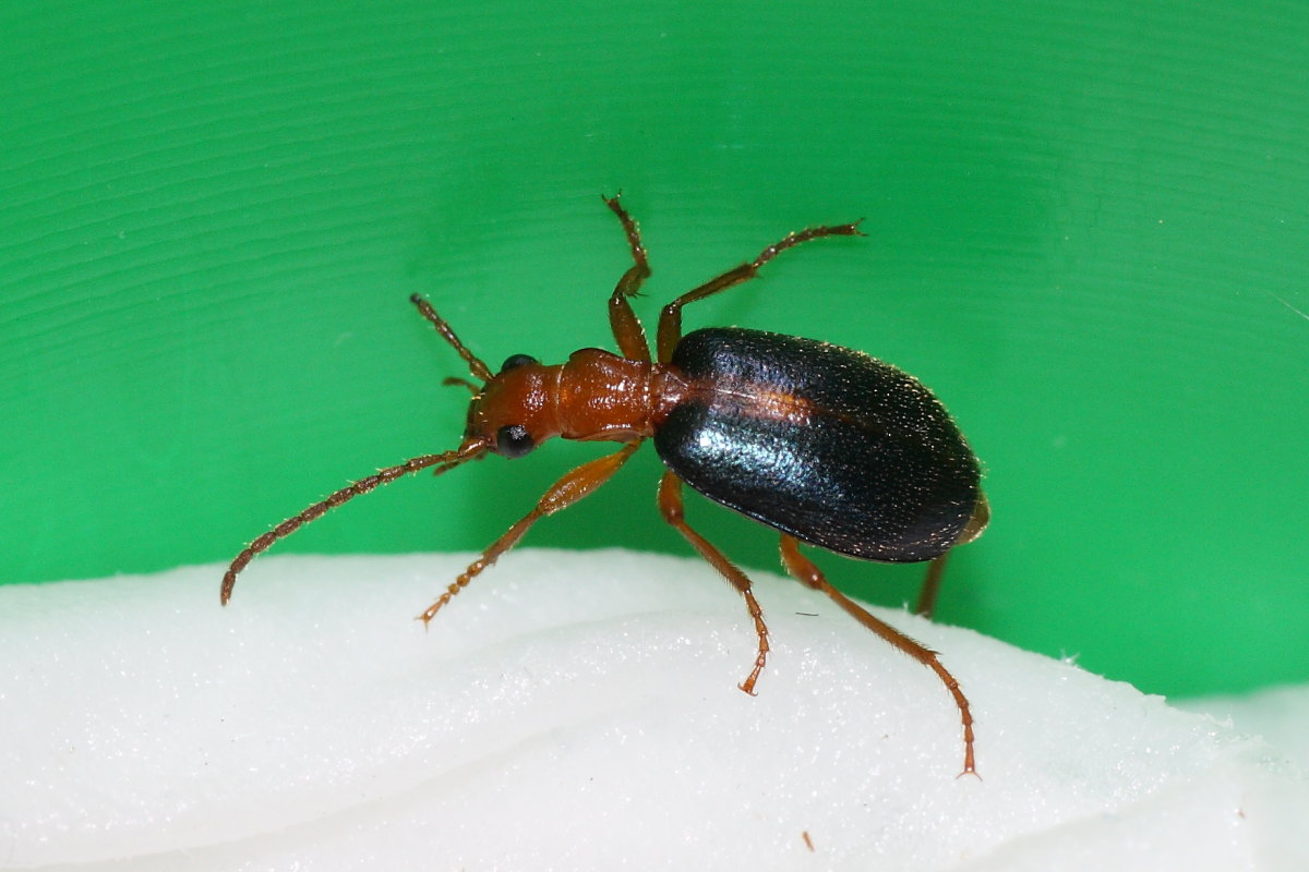 Brachinus sclopeta