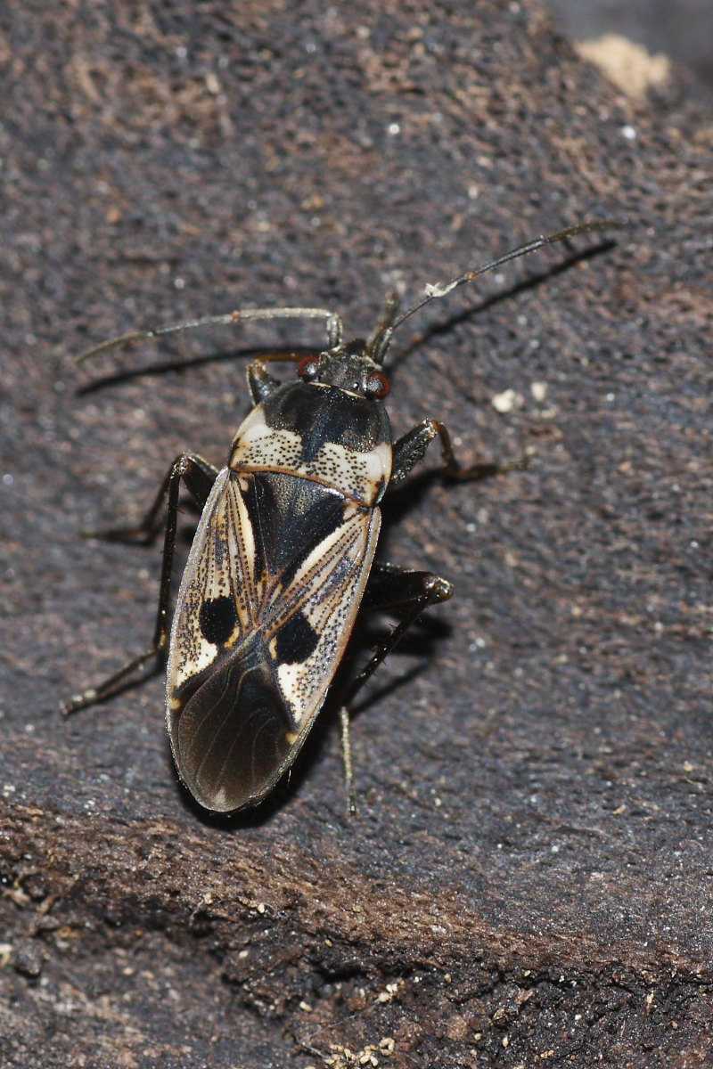 Lygaeidae: Rhyparochromus vulgaris delle Marche (AN)