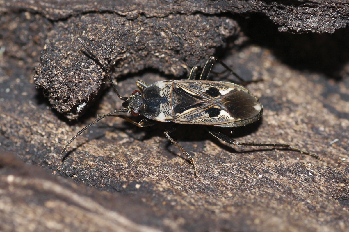 Lygaeidae: Rhyparochromus vulgaris delle Marche (AN)