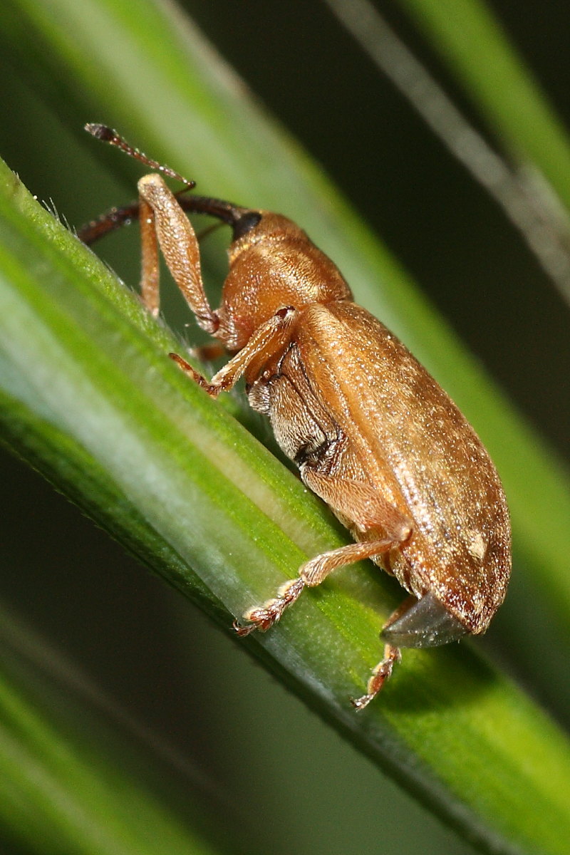 Curculionidae:  Dorytomus sp.