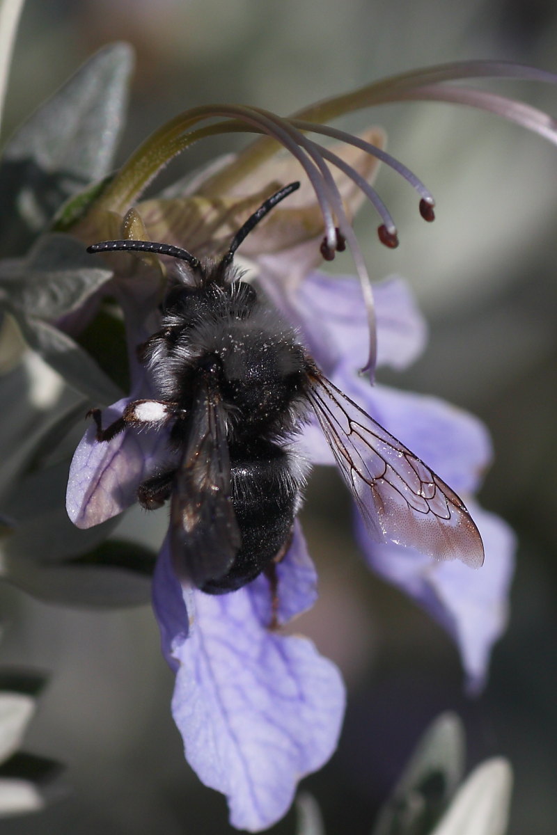 Apidae Anthophorinae (Melecta luctuosa): vari individui diversi