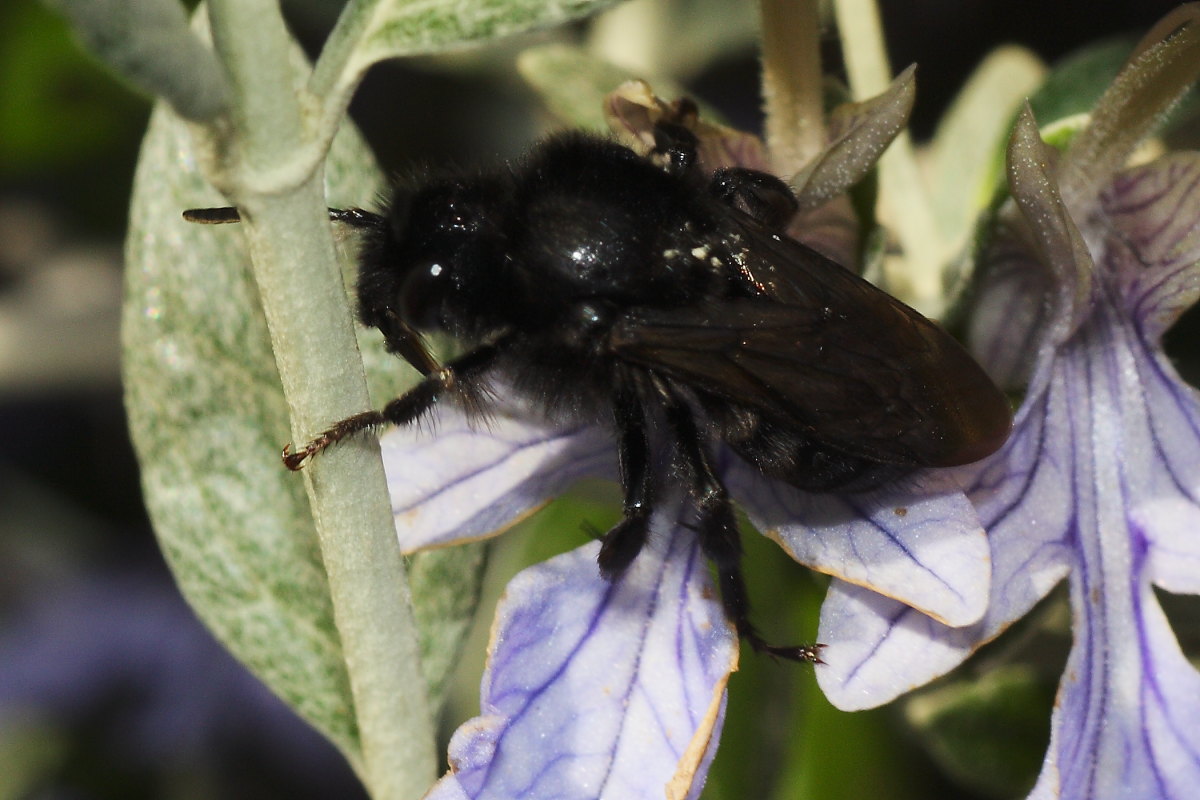 Apidae Anthophorinae (Melecta luctuosa): vari individui diversi