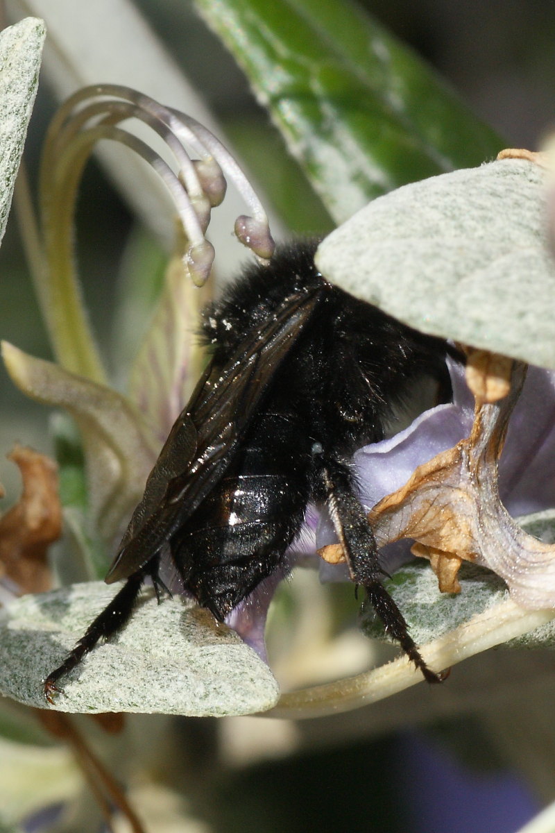 Apidae Anthophorinae (Melecta luctuosa): vari individui diversi