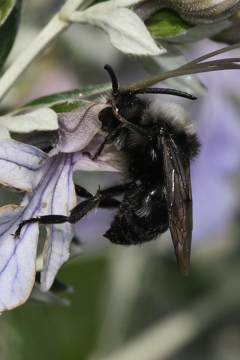 Apidae Anthophorinae (Melecta luctuosa): vari individui diversi