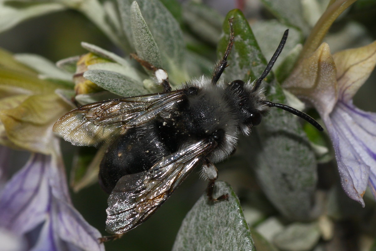 Apidae Anthophorinae (Melecta luctuosa): vari individui diversi