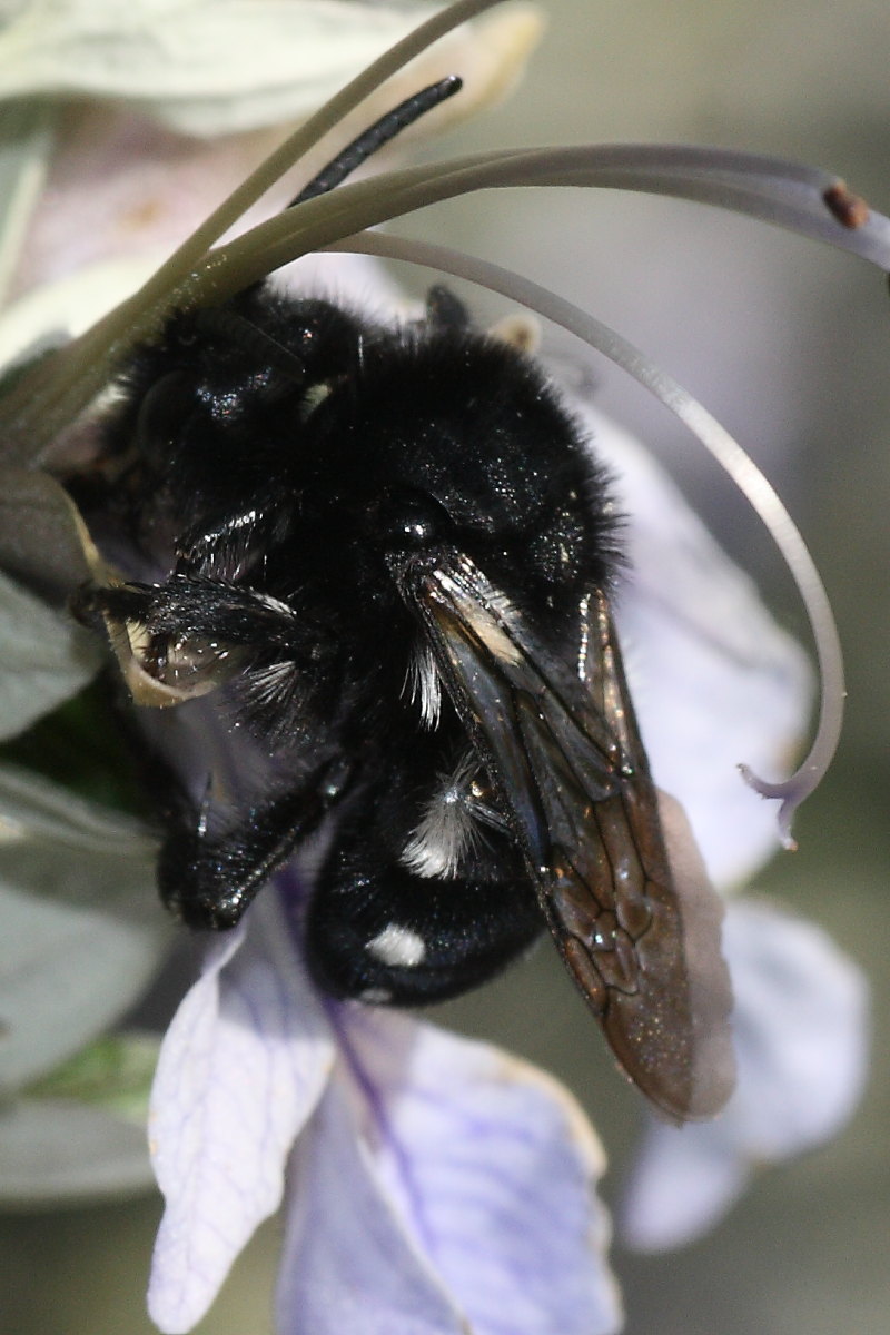 Apidae Anthophorinae (Melecta luctuosa): vari individui diversi