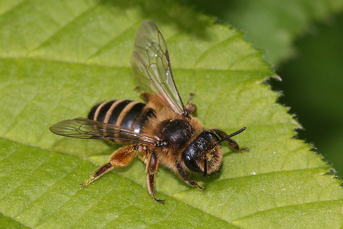 Andrena cfr flavipes