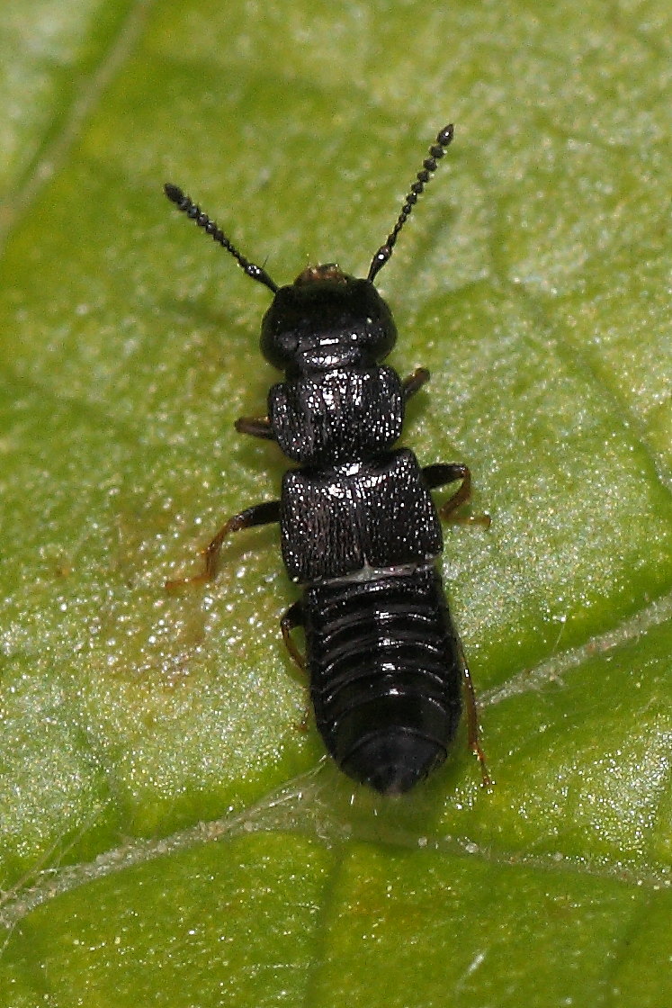 Staphylinidae da identificare - Anotylus sp.