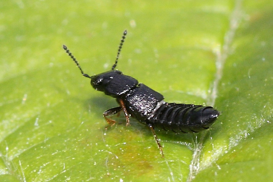 Staphylinidae da identificare - Anotylus sp.