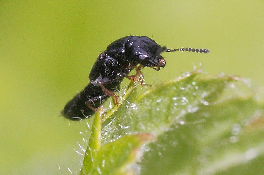 Staphylinidae da identificare - Anotylus sp.