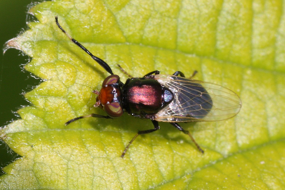 Ulidiidae ? Si Physiphora alceae