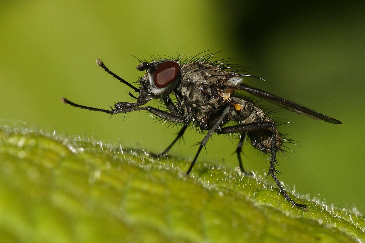 Anthomyidae da identificare