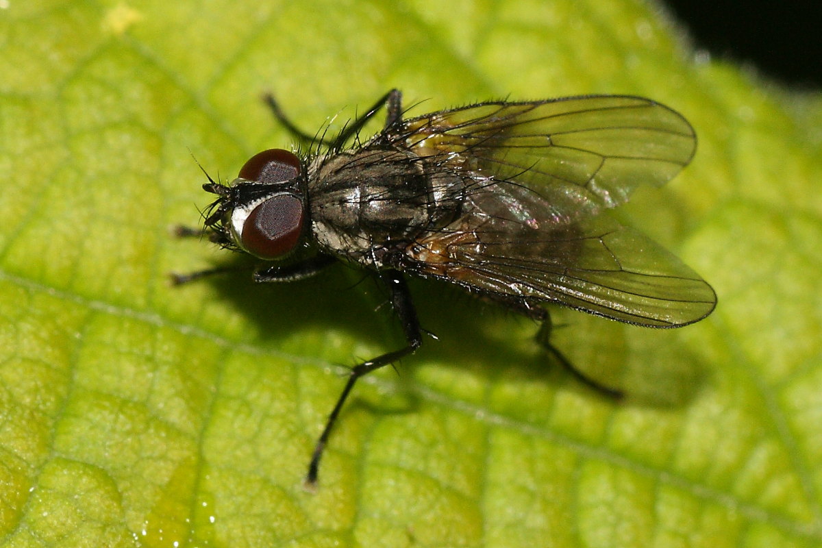 Anthomyidae da identificare