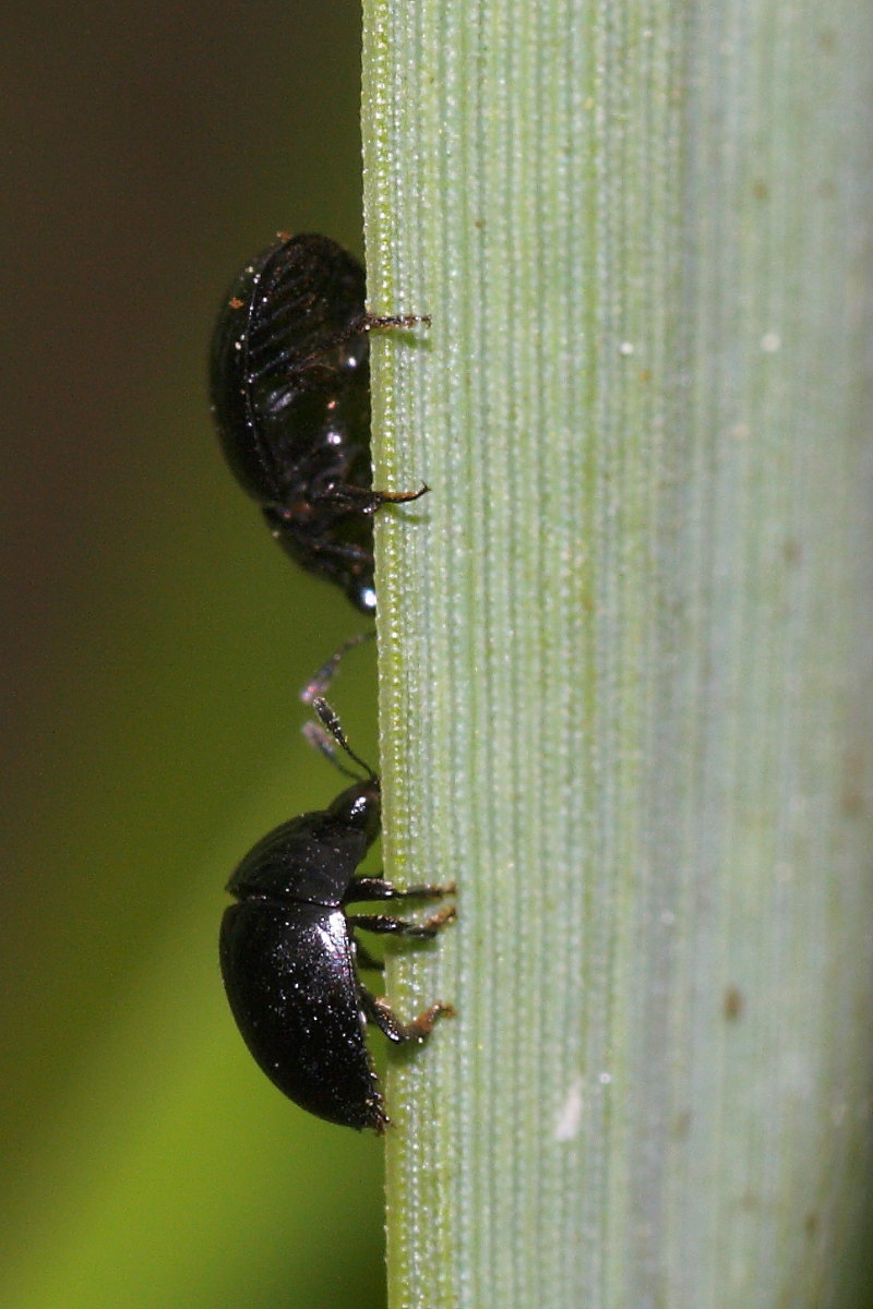 Incontro tra due Phalacrus sp. (Phalacridae)