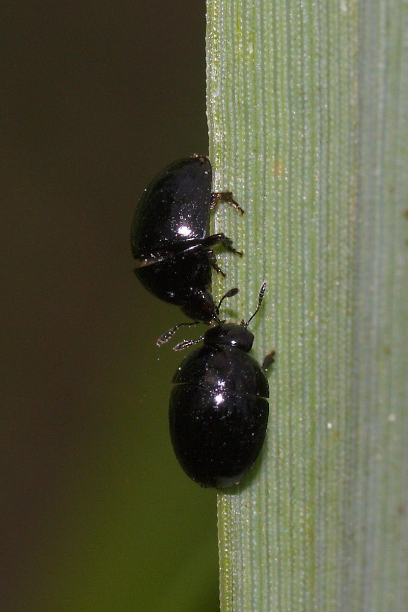 Incontro tra due Phalacrus sp. (Phalacridae)