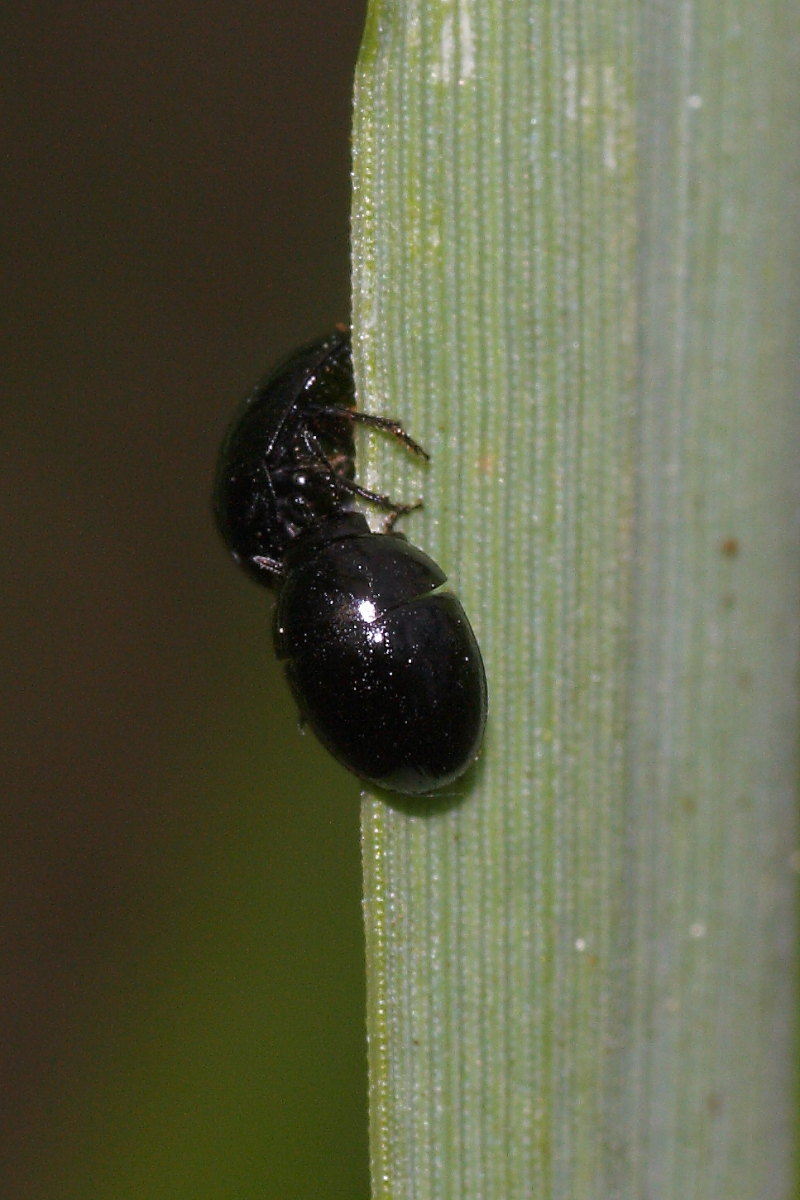 Incontro tra due Phalacrus sp. (Phalacridae)