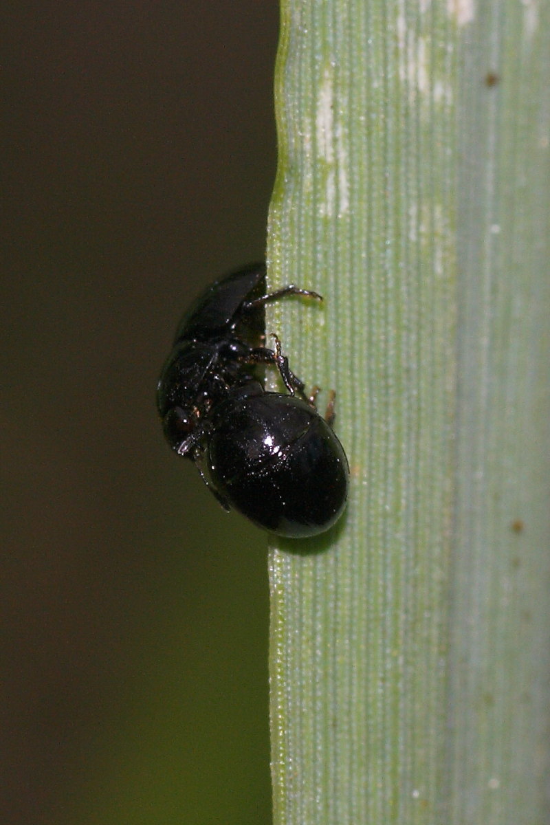 Incontro tra due Phalacrus sp. (Phalacridae)