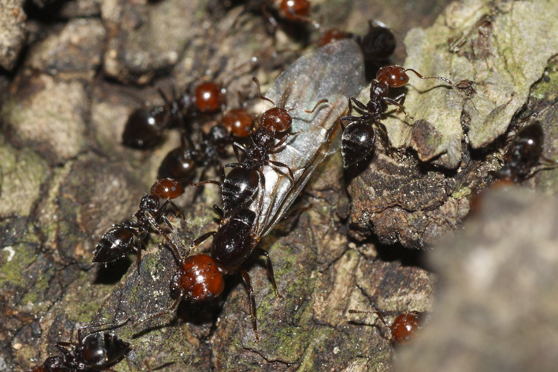 Sciamatura di Crematogaster scutellaris ?