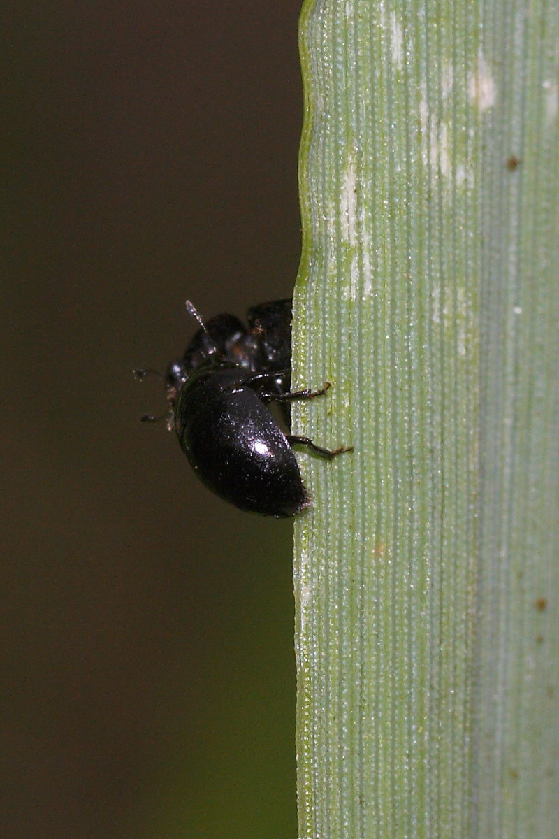 Incontro tra due Phalacrus sp. (Phalacridae)