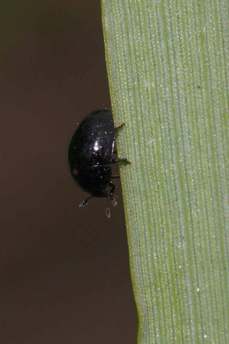 Incontro tra due Phalacrus sp. (Phalacridae)