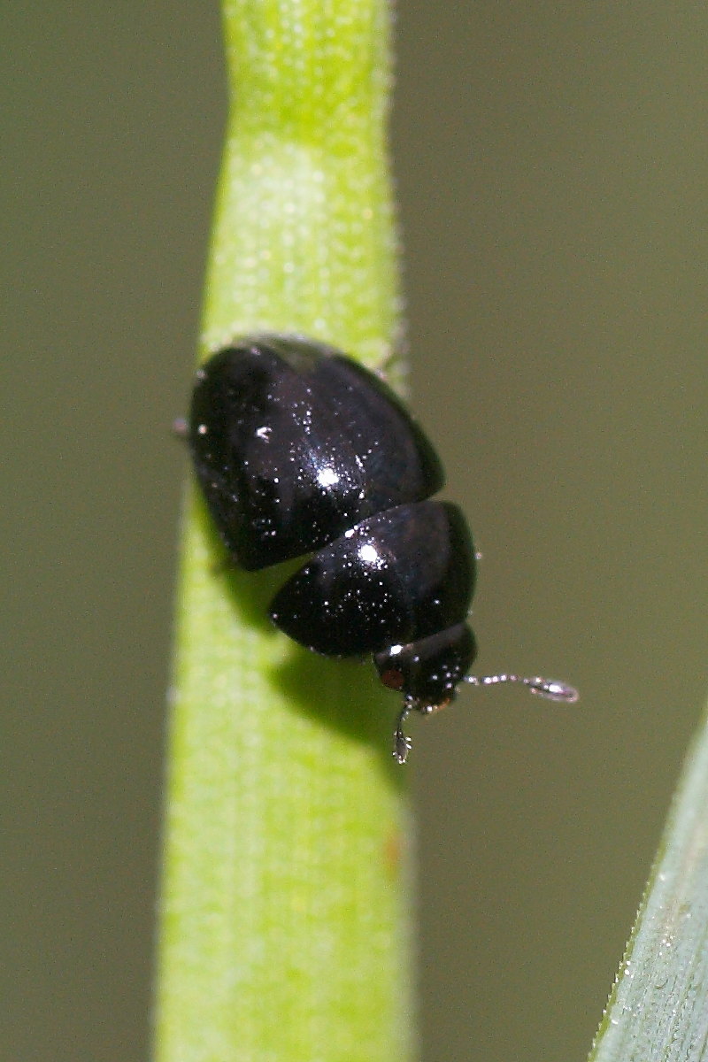 Incontro tra due Phalacrus sp. (Phalacridae)