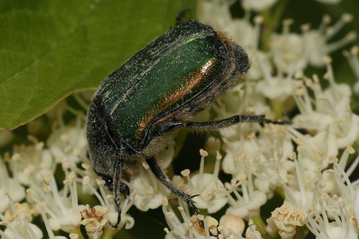 Cetonia o Protaetia? Cetonia sp.