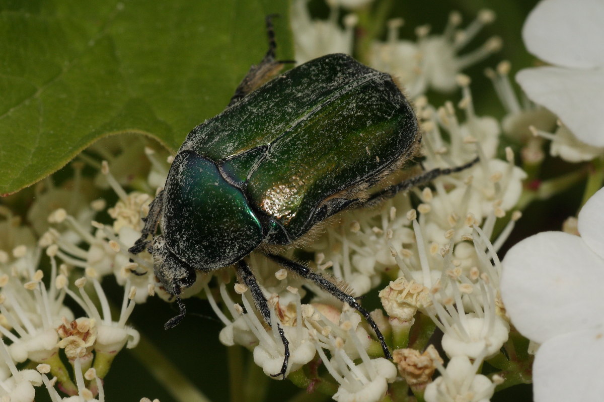 Cetonia o Protaetia? Cetonia sp.