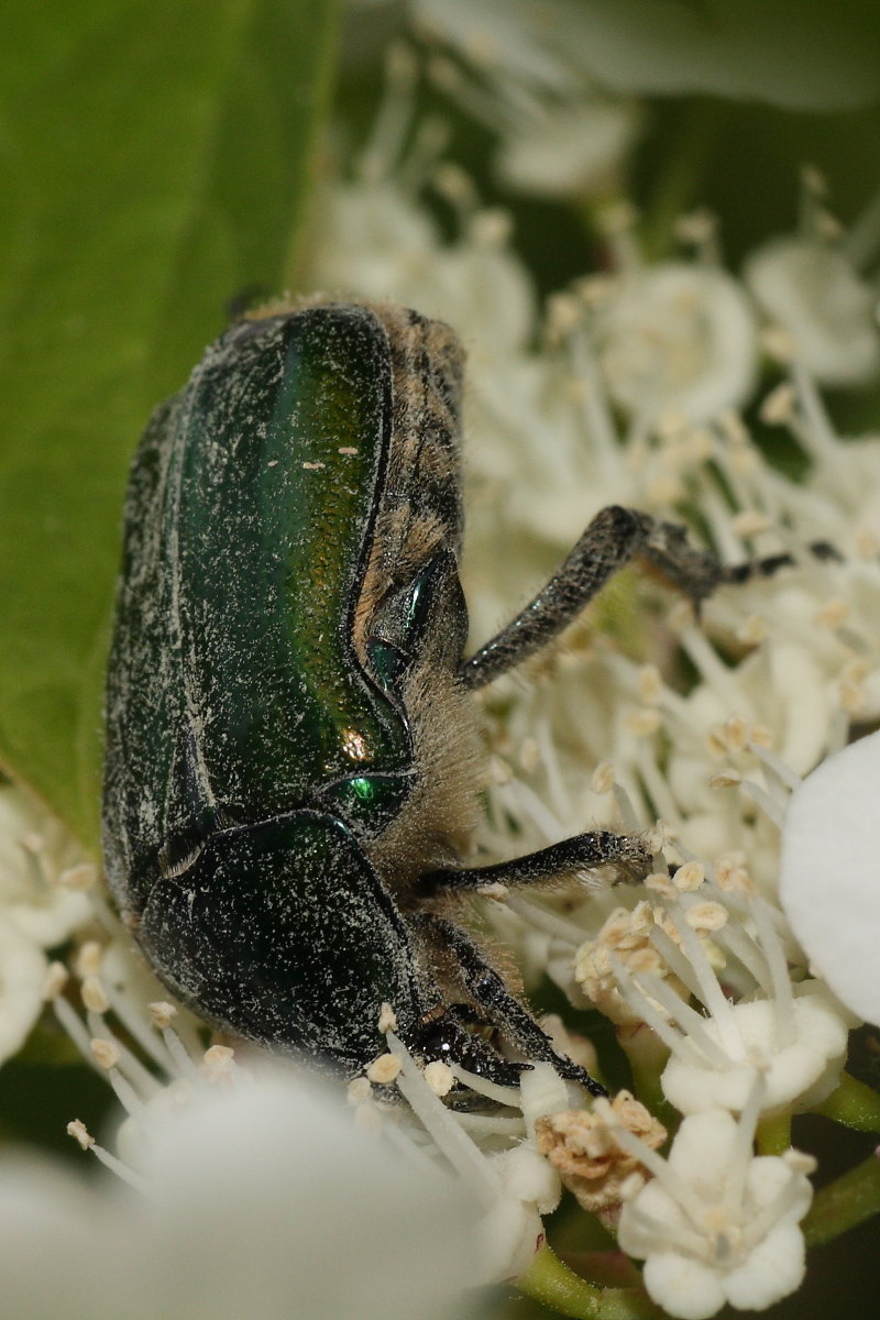 Cetonia o Protaetia? Cetonia sp.