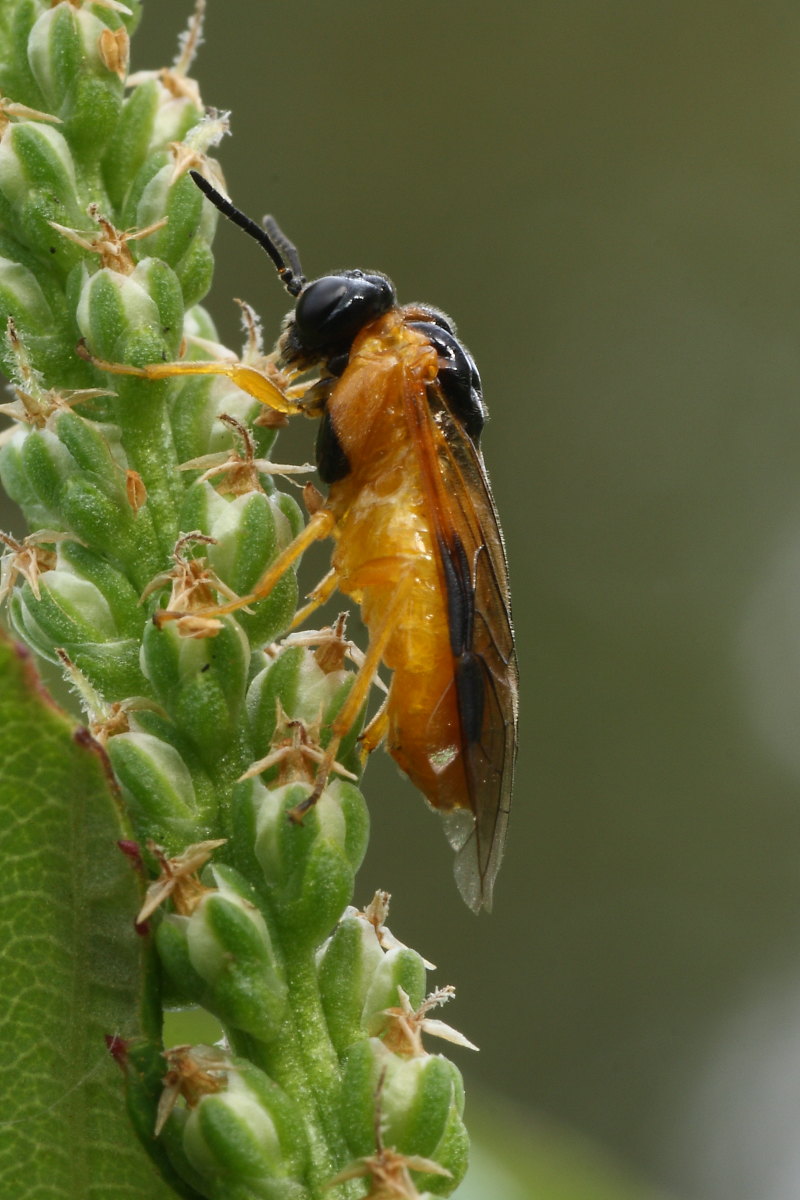 Athalia rosae ?