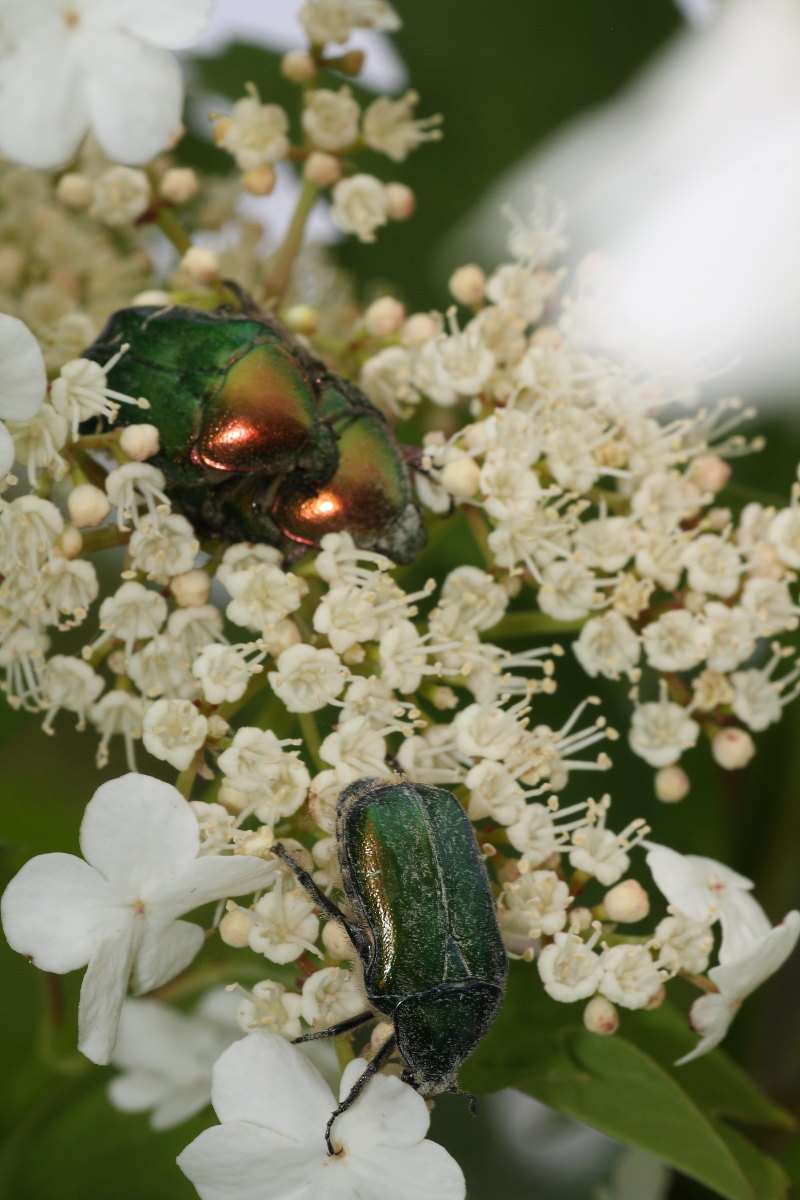 Cetonia o Protaetia? Cetonia sp.