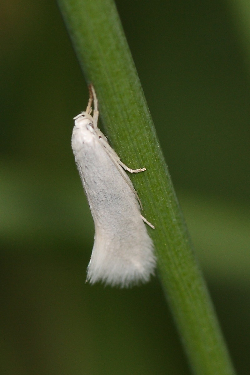 Microlepidottero da identificare