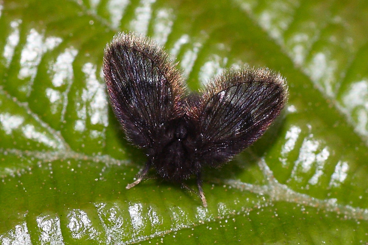 Psychodidae nero