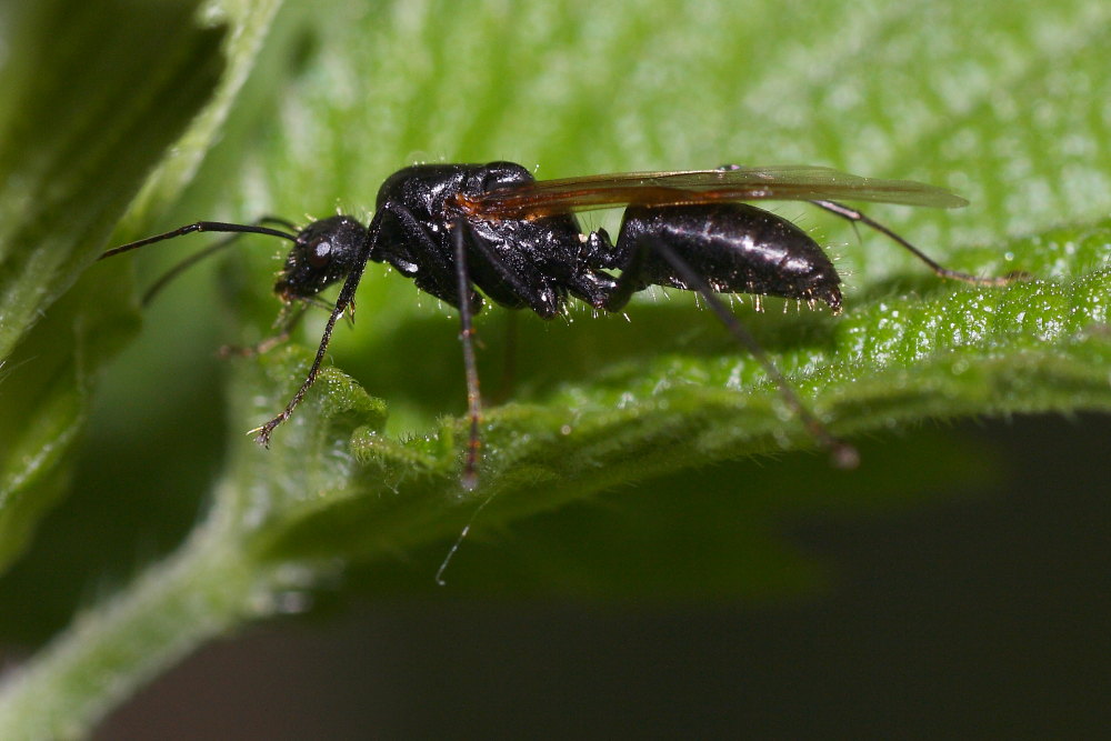 Regina di Camponotus vagus?