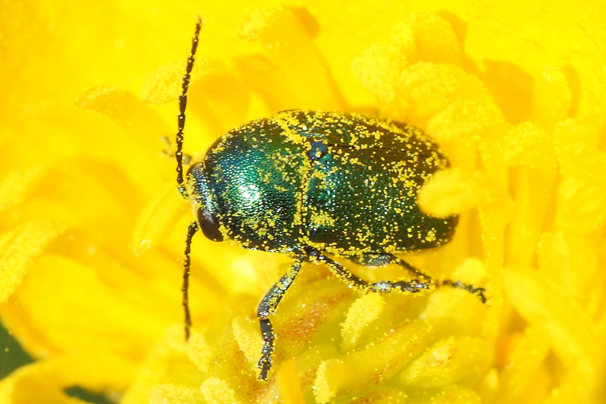 Cryptocephalus sp.