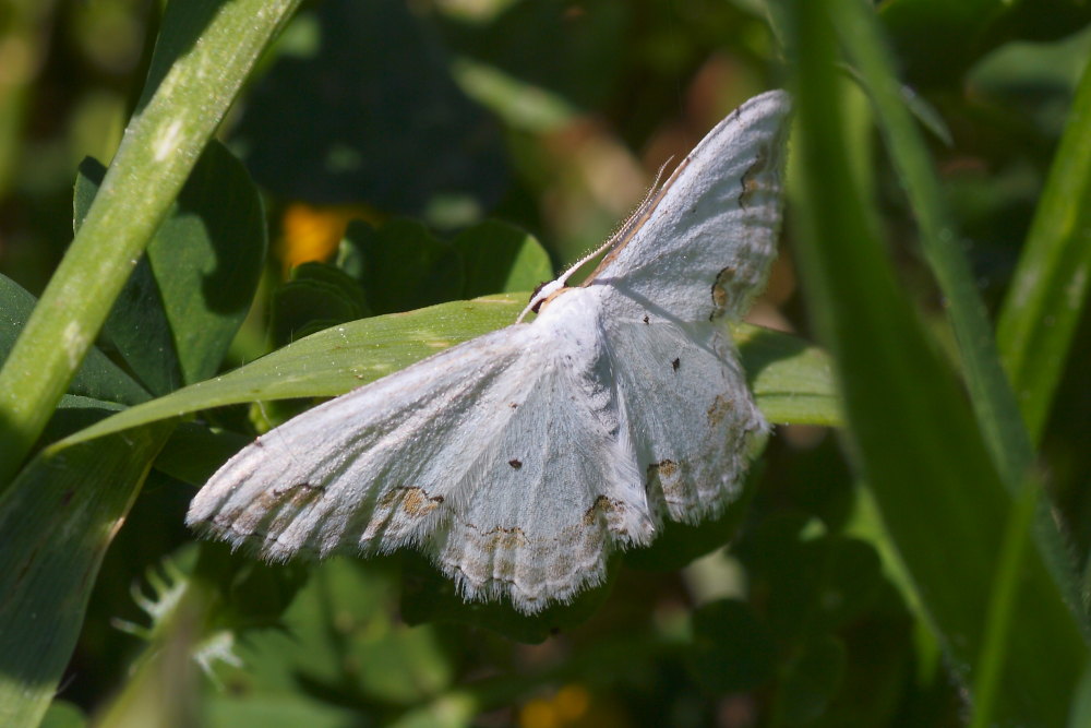 Scopula ornata?