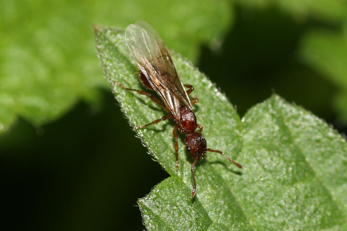 Femmina alata di Myrmicina,forse genere Myrmica...