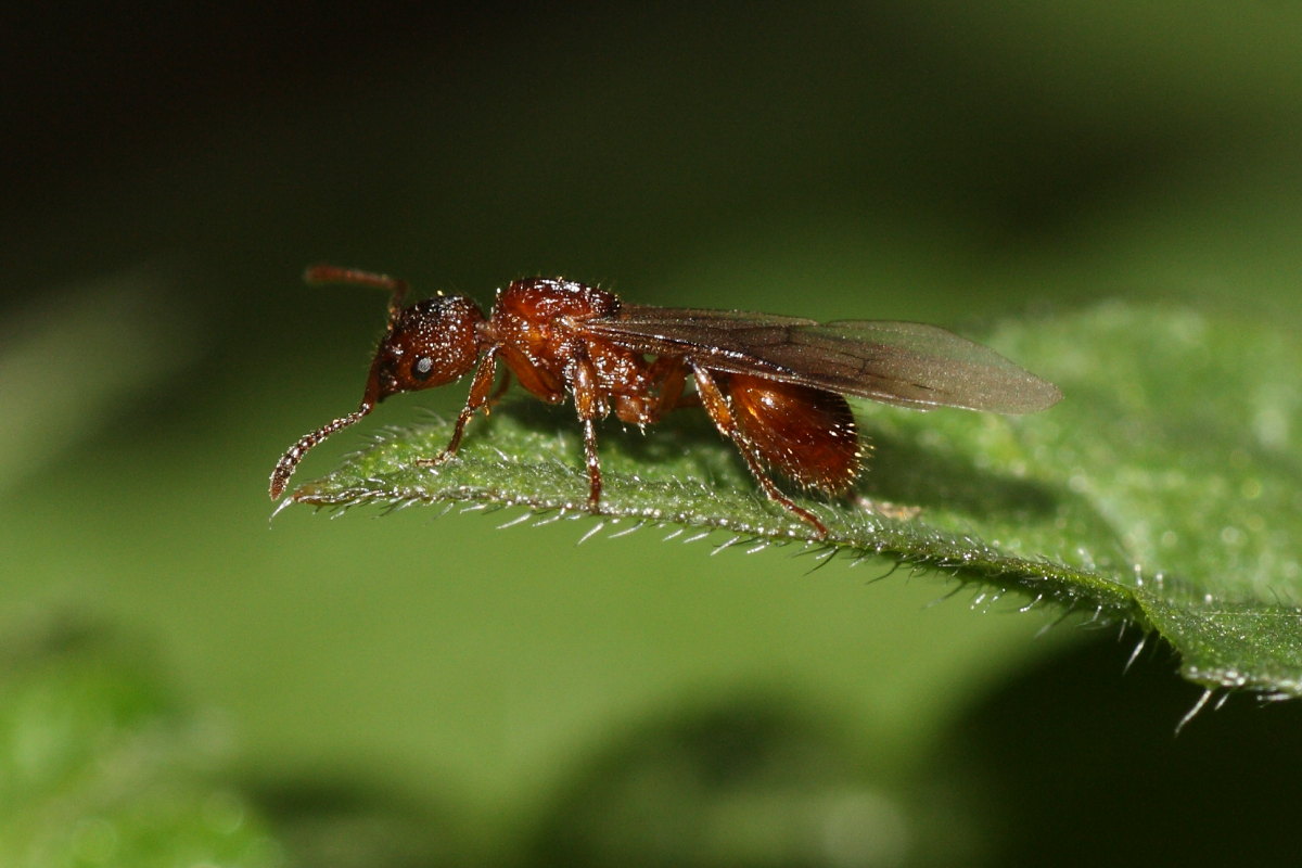 Femmina alata di Myrmicina,forse genere Myrmica...