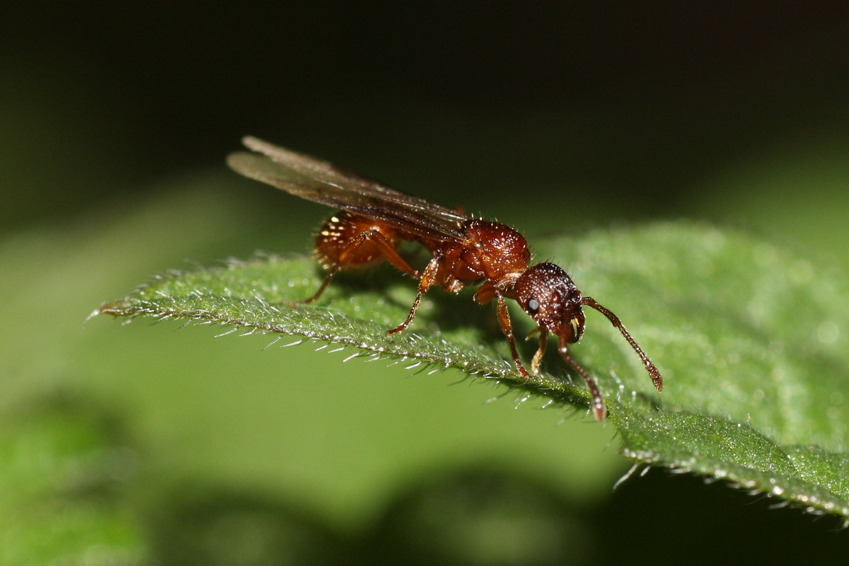 Femmina alata di Myrmicina,forse genere Myrmica...