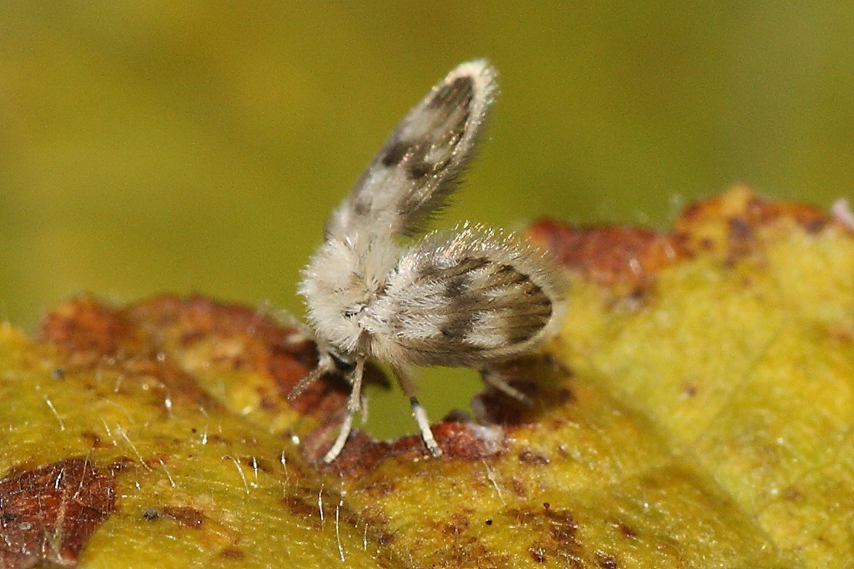 Psychodidae