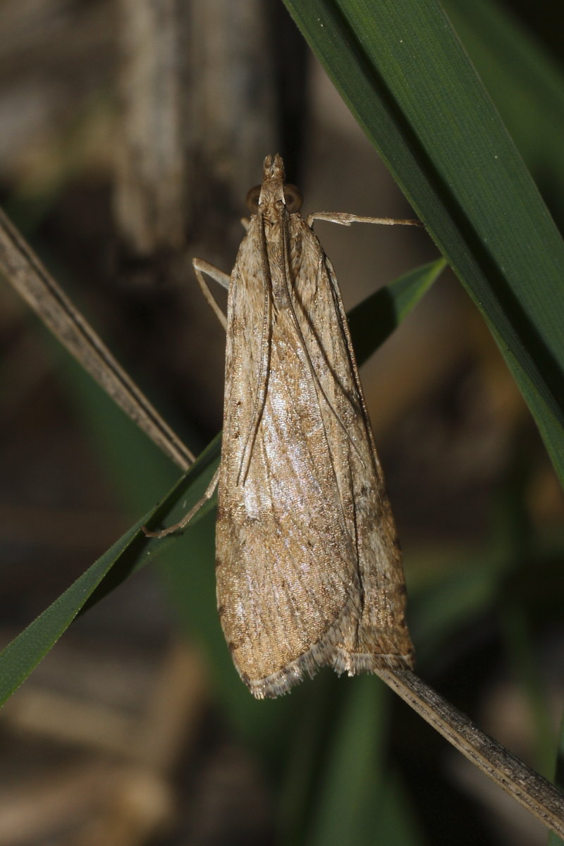 Da identificare - Nomophila noctuella