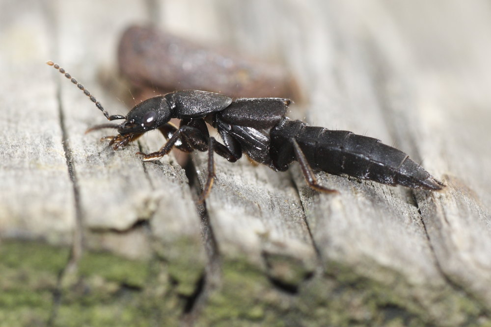 Staphylinidae da identificare