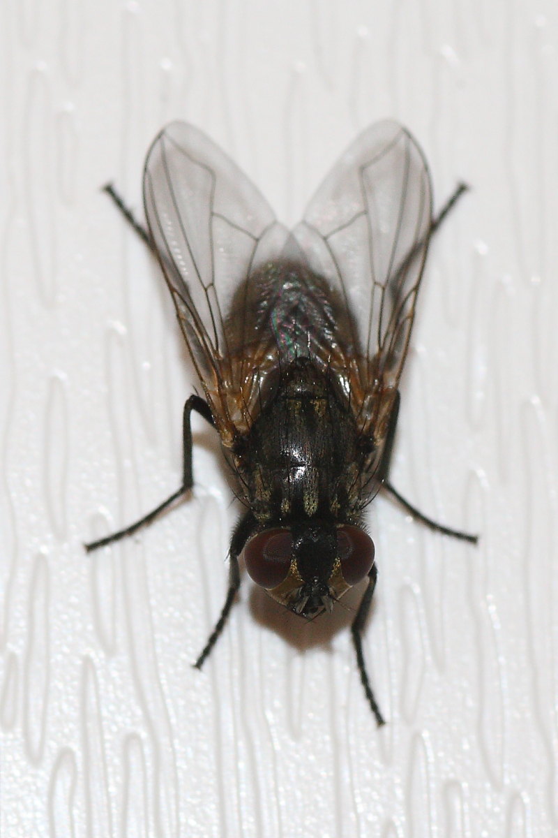 Musca sp.