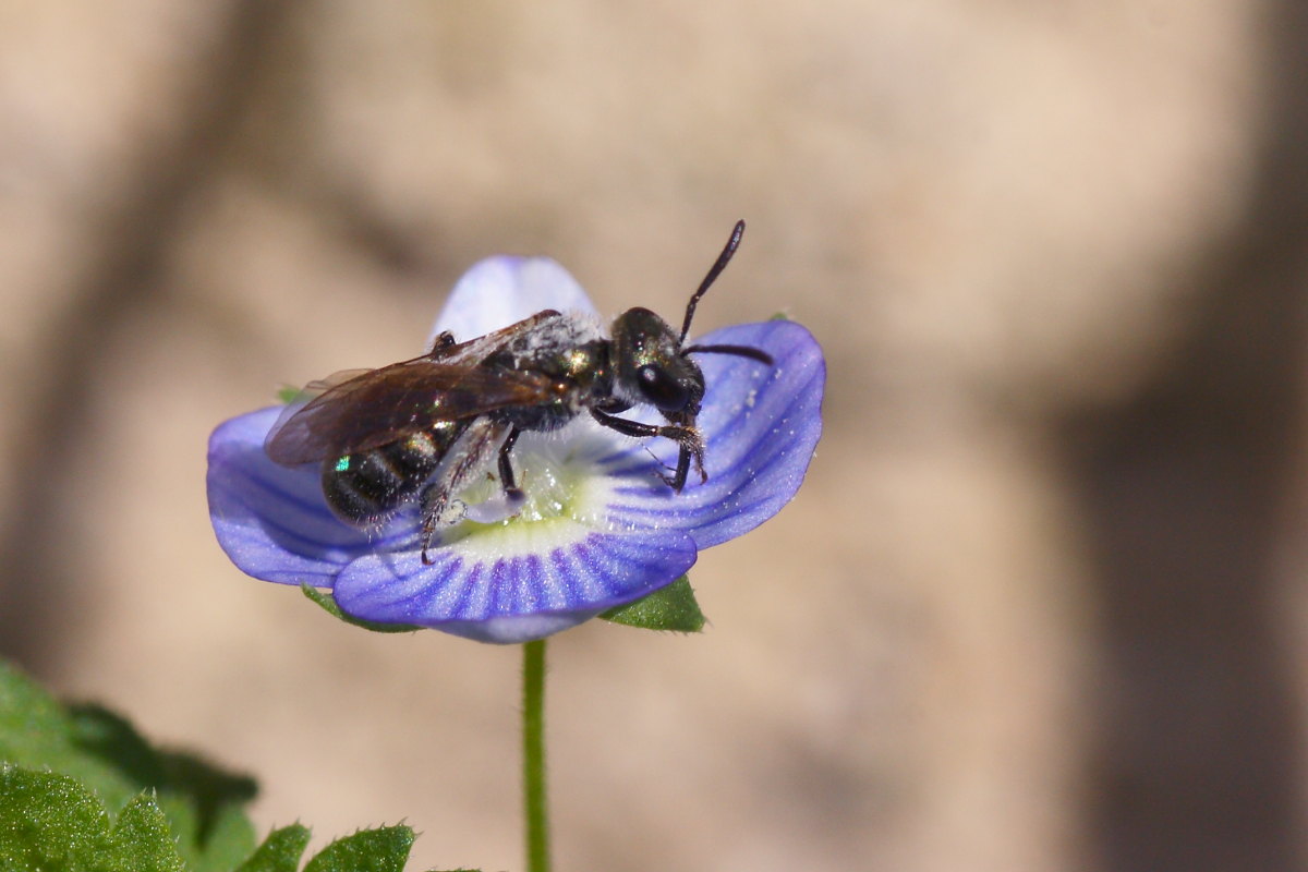 Piccolo Apidae Halictinae